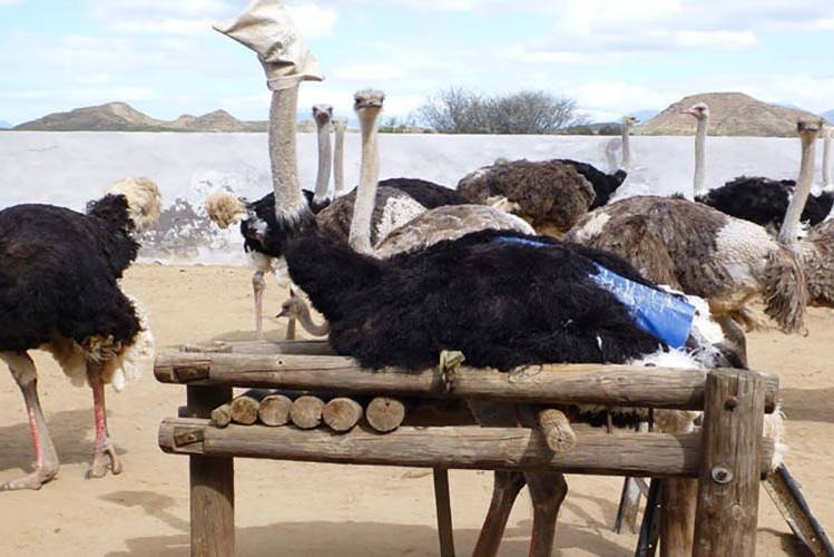 PETA becomes Prada shareholder to push for end of ostrich skin use